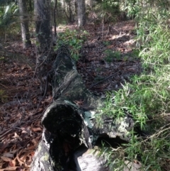 Native tree with hollow(s) (Native tree with hollow(s)) at Corunna, NSW - 22 Jun 2018 by LocalFlowers