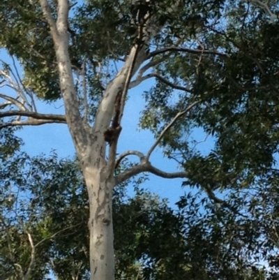 Native tree with hollow(s) (Native tree with hollow(s)) at Corunna State Forest - 22 Jun 2018 by LocalFlowers