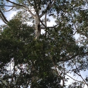 Native tree with hollow(s) at Corunna, NSW - 22 Jun 2018 10:47 AM