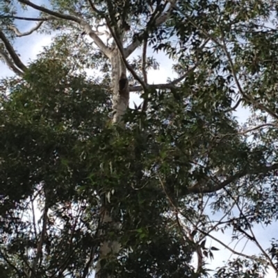 Native tree with hollow(s) (Native tree with hollow(s)) at Corunna State Forest - 22 Jun 2018 by LocalFlowers