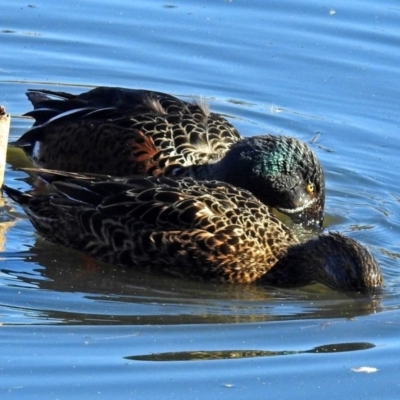 Spatula rhynchotis (Australasian Shoveler) at Fyshwick, ACT - 22 Jun 2018 by RodDeb