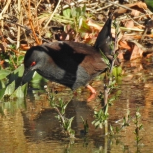 Zapornia tabuensis at Fyshwick, ACT - 22 Jun 2018