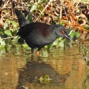 Zapornia tabuensis at Fyshwick, ACT - 22 Jun 2018