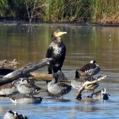 Phalacrocorax carbo (Great Cormorant) at Fyshwick, ACT - 22 Jun 2018 by RodDeb