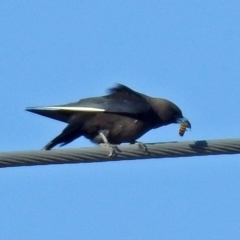 Artamus cyanopterus (Dusky Woodswallow) at Fyshwick, ACT - 22 Jun 2018 by RodDeb