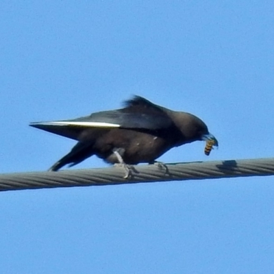 Artamus cyanopterus (Dusky Woodswallow) at Fyshwick, ACT - 22 Jun 2018 by RodDeb