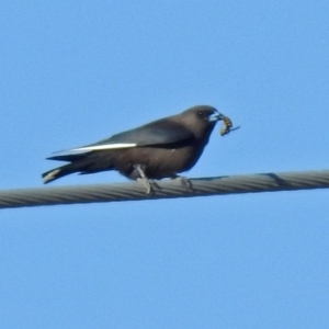 Artamus cyanopterus at Fyshwick, ACT - 22 Jun 2018