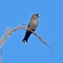 Artamus cyanopterus at Fyshwick, ACT - 22 Jun 2018