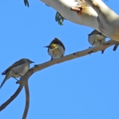 Ptilotula penicillata (White-plumed Honeyeater) at Fyshwick, ACT - 22 Jun 2018 by RodDeb