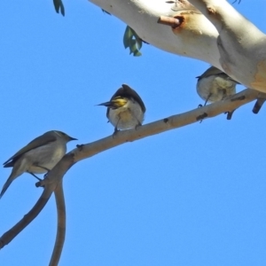 Ptilotula penicillata at Fyshwick, ACT - 22 Jun 2018