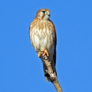 Falco cenchroides at Fyshwick, ACT - 22 Jun 2018 12:54 PM