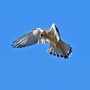 Falco cenchroides at Fyshwick, ACT - 22 Jun 2018 12:54 PM