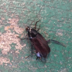 Periplaneta fuliginosa (Smoky-brown Cockroach) at Belconnen, ACT - 20 Jun 2018 by JanetRussell