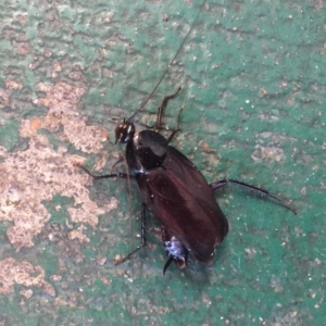 Periplaneta fuliginosa at Belconnen, ACT - 20 Jun 2018 10:19 AM