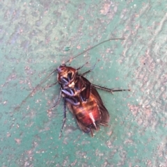 Periplaneta fuliginosa at Belconnen, ACT - 20 Jun 2018 10:19 AM