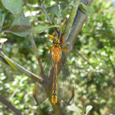 Nymphes myrmeleonoides (Blue eyes lacewing) at Aranda, ACT - 9 Dec 2014 by JanetRussell