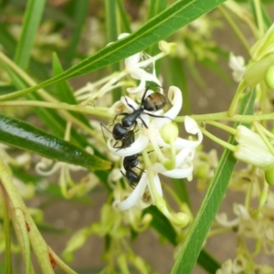 Camponotus sp. (genus) at Aranda, ACT - 4 Dec 2014