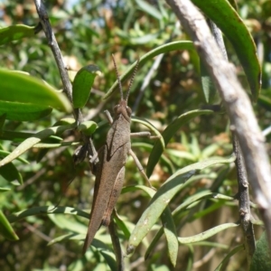 Goniaea sp. (genus) at Aranda, ACT - 17 Nov 2014 11:28 AM