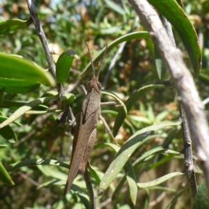 Goniaea sp. (genus) at Aranda, ACT - 17 Nov 2014