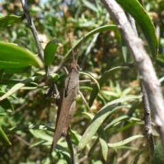 Goniaea sp. (genus) (A gumleaf grasshopper) at Aranda, ACT - 17 Nov 2014 by JanetRussell