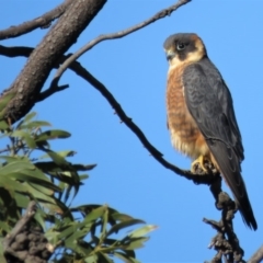 Falco longipennis (Australian Hobby) at Garran, ACT - 22 Jun 2018 by KumikoCallaway