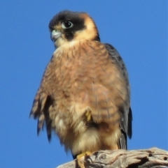 Falco longipennis at Garran, ACT - 22 Jun 2018
