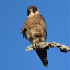 Falco longipennis at Garran, ACT - 22 Jun 2018