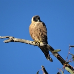 Falco longipennis at Garran, ACT - 22 Jun 2018
