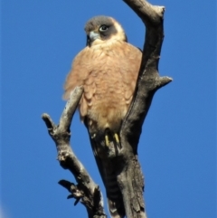 Falco longipennis at Garran, ACT - 22 Jun 2018