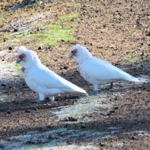 Cacatua tenuirostris at Garran, ACT - 22 Jun 2018 09:43 AM