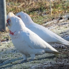 Cacatua tenuirostris at Garran, ACT - 22 Jun 2018 09:43 AM