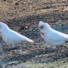 Cacatua tenuirostris at Garran, ACT - 22 Jun 2018