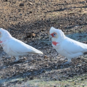 Cacatua tenuirostris at Garran, ACT - 22 Jun 2018 09:43 AM