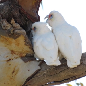 Cacatua tenuirostris X sanguinea at suppressed - 22 Jun 2018