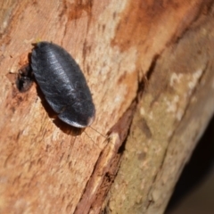 Laxta granicollis (Common bark or trilobite cockroach) at QPRC LGA - 9 Mar 2018 by natureguy