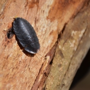 Laxta granicollis at Wamboin, NSW - 9 Mar 2018