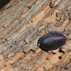 Laxta granicollis at Wamboin, NSW - 9 Mar 2018