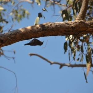 Cormobates leucophaea at Wamboin, NSW - 9 Mar 2018