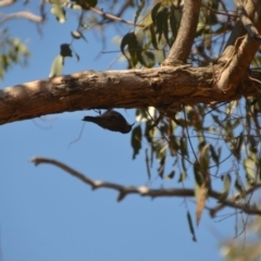 Cormobates leucophaea at Wamboin, NSW - 9 Mar 2018 03:34 PM