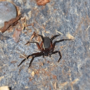 Hemicloea sp. (genus) at Wamboin, NSW - 9 Mar 2018 05:02 PM