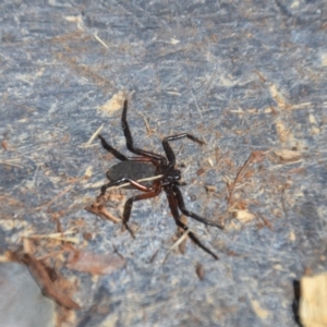 Hemicloea sp. (genus) at Wamboin, NSW - 9 Mar 2018 05:02 PM