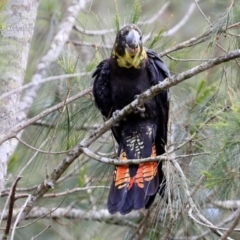 Calyptorhynchus lathami lathami (Glossy Black-Cockatoo) at Conjola Bushcare - 26 Sep 2015 by Charles Dove