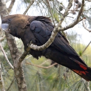 Calyptorhynchus lathami lathami at Lake Conjola, NSW - 27 Sep 2015