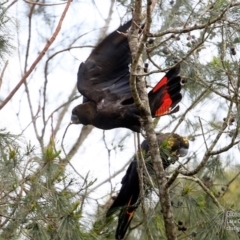 Calyptorhynchus lathami lathami at Lake Conjola, NSW - 27 Sep 2015