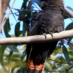 Calyptorhynchus lathami lathami at Lake Conjola, NSW - 27 Sep 2015