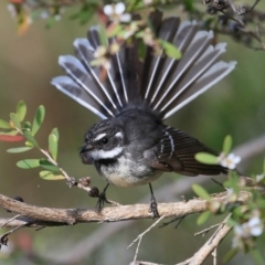 Rhipidura albiscapa (Grey Fantail) at Lake Conjola, NSW - 26 Sep 2015 by CharlesDove