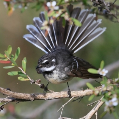 Rhipidura albiscapa (Grey Fantail) at Conjola Bushcare - 25 Sep 2015 by Charles Dove