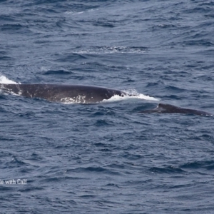 Megaptera novaeangliae at Ulladulla, NSW - 26 Sep 2015 12:00 AM