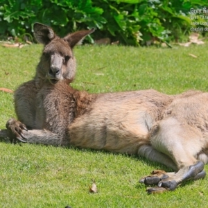 Macropus giganteus at Lake Conjola, NSW - 27 Sep 2015