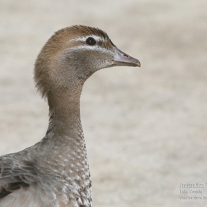 Chenonetta jubata at Lake Conjola, NSW - 29 Sep 2015